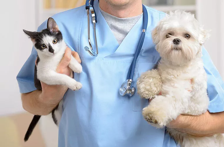 Test veterinaria 2021: come iscriversi