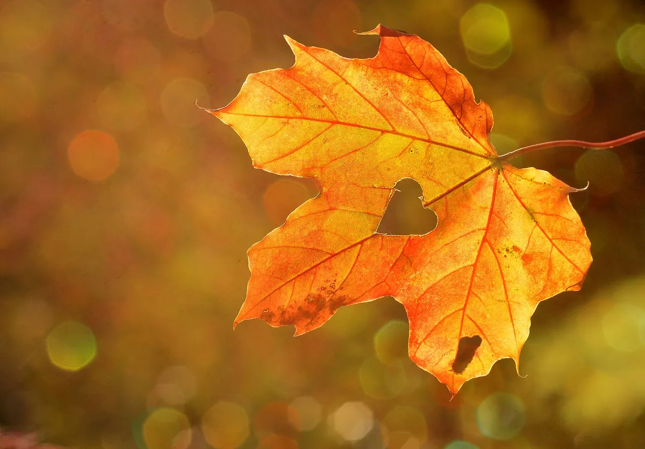 Le più belle frasi sull'autunno per accogliere la nuova stagione