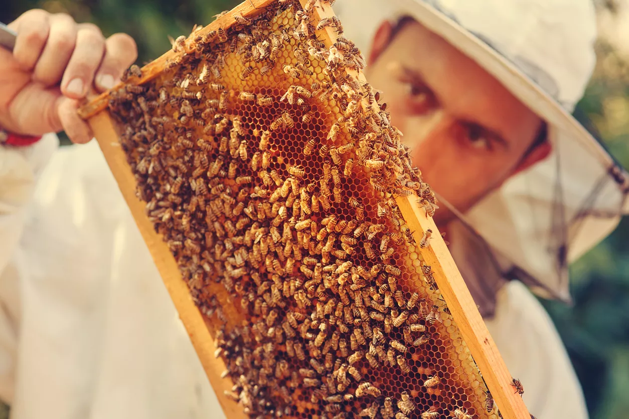 Come diventare apicoltore: corsi e guadagno