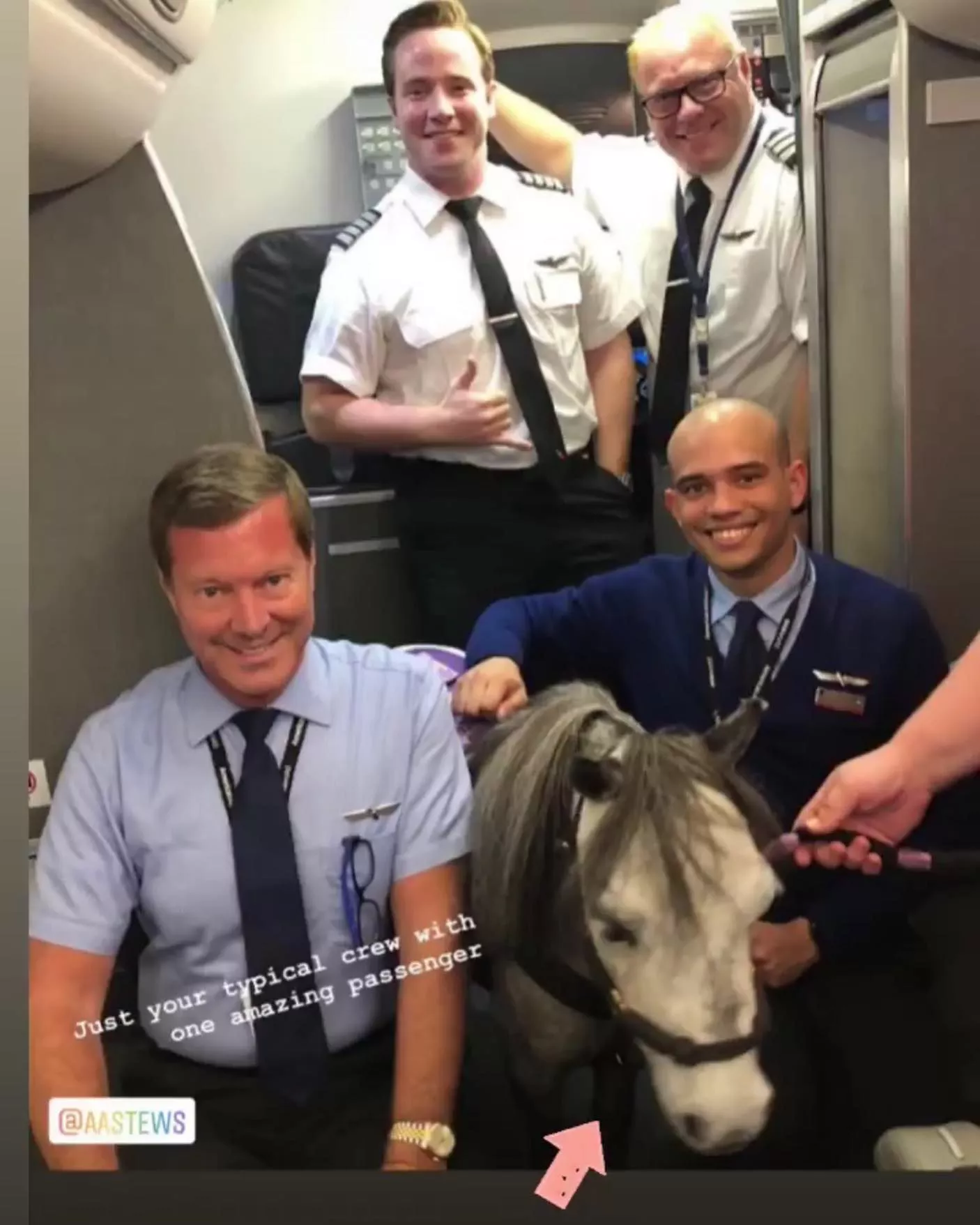 Passeggero viaggia in aereo con un cavallo in miniatura: le immagini divertenti sui social media